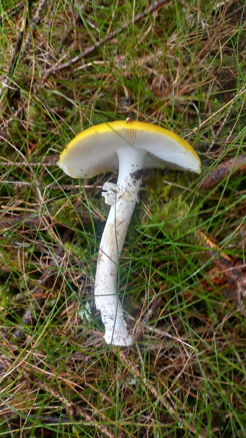 Gelber Fliegenpilz — Bild 1