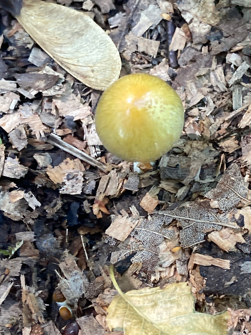 Zu sehen ist der gelbe, glänzende Hut eines Gelben Mürblings. Er steht auf einem Untergrund aus Rindenmulch und welken Blättern.
