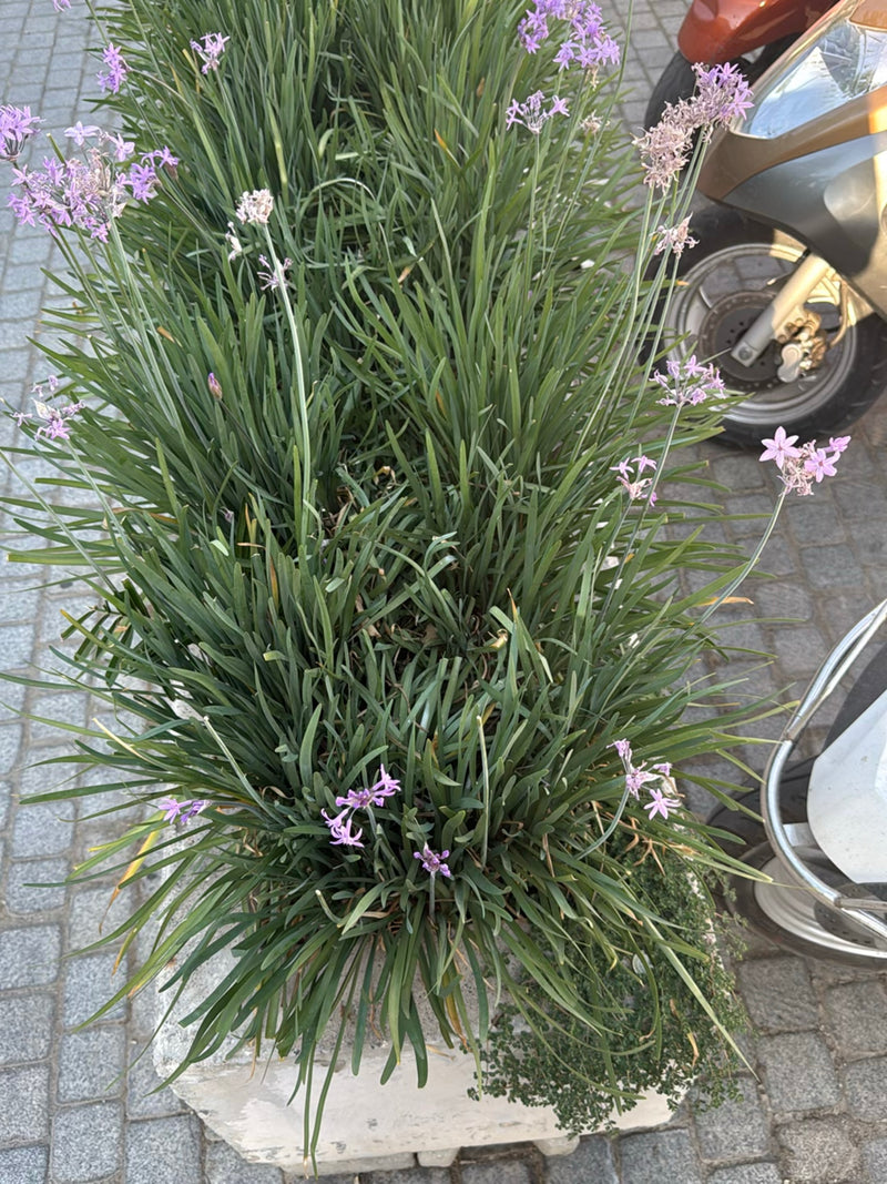 Gelbes Aschenblümchen — Bild 4