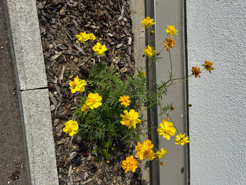 Ein blühendes Gelbes Schmuckkörbchen wächst in einem mit Rindenmulch bedeckten Beet neben einer Wand.