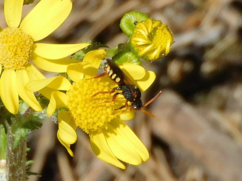 Gelbgefleckte Blattwespe — Bild 1