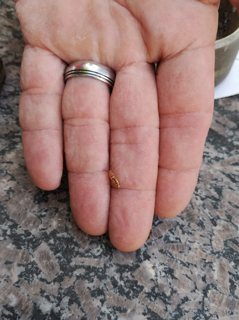 Gelbhalstermite — Bild 3