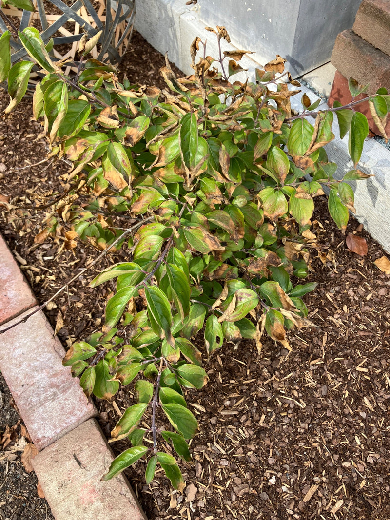 Zu sehen ist ein Gelbholz-Hartriegel mit grünen und teilweise braunen Blättern in einem Beet. Die Pflanze wächst in Rindenmulch eingefasst von Steinen.