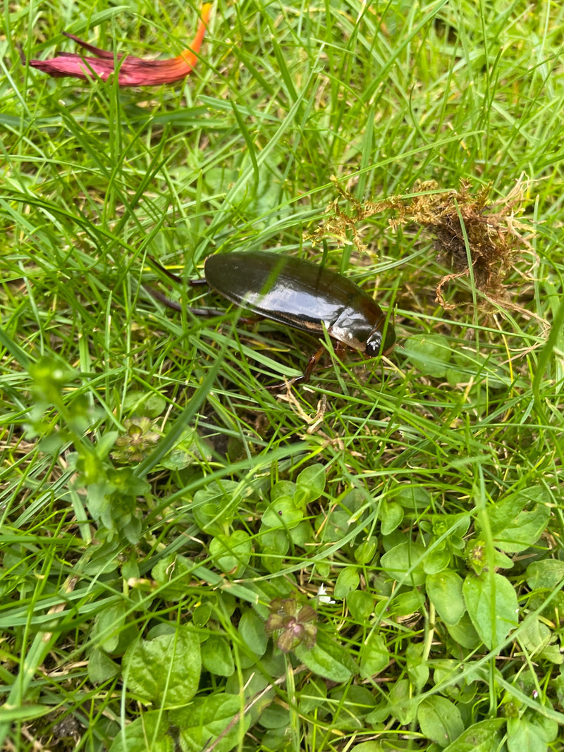 Gemeiner Gelbrandkäfer — Bild 1