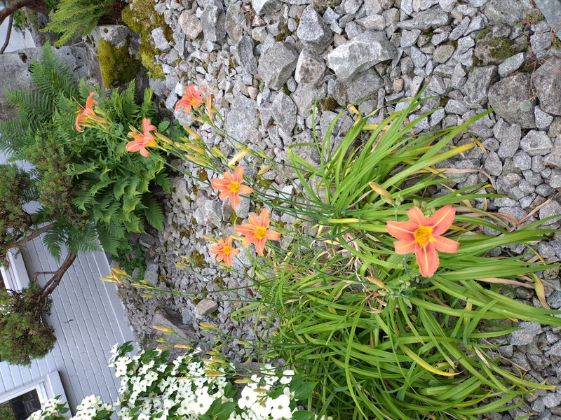 Taglilien — Bild 2