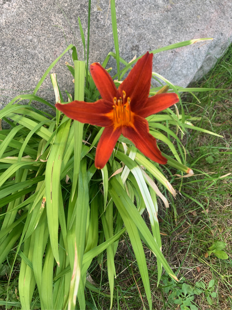 Taglilien — Bild 4