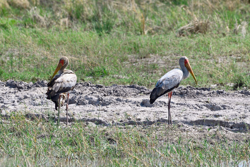 Gelbschnabelstorch — Bild 3 von 3