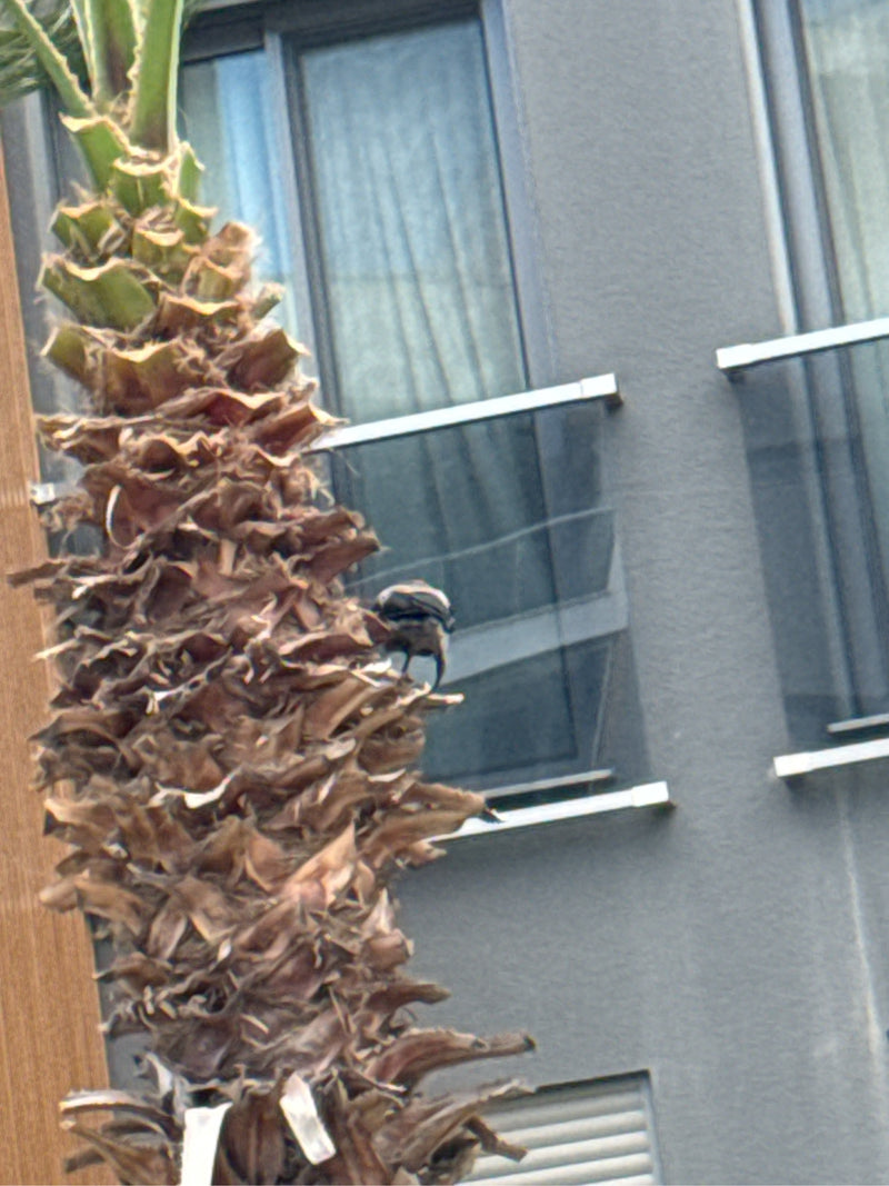 Gelbsteißbülbül — Bild 2