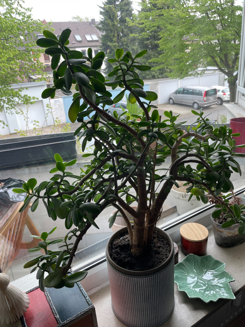 Geldbaum — Bild 3