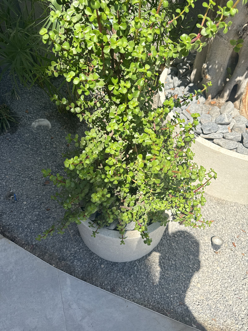 Geldbaum — Bild 3