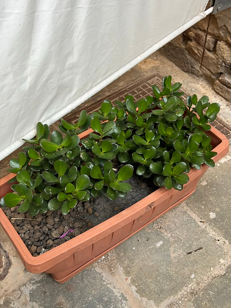 Geldbaum — Bild 5