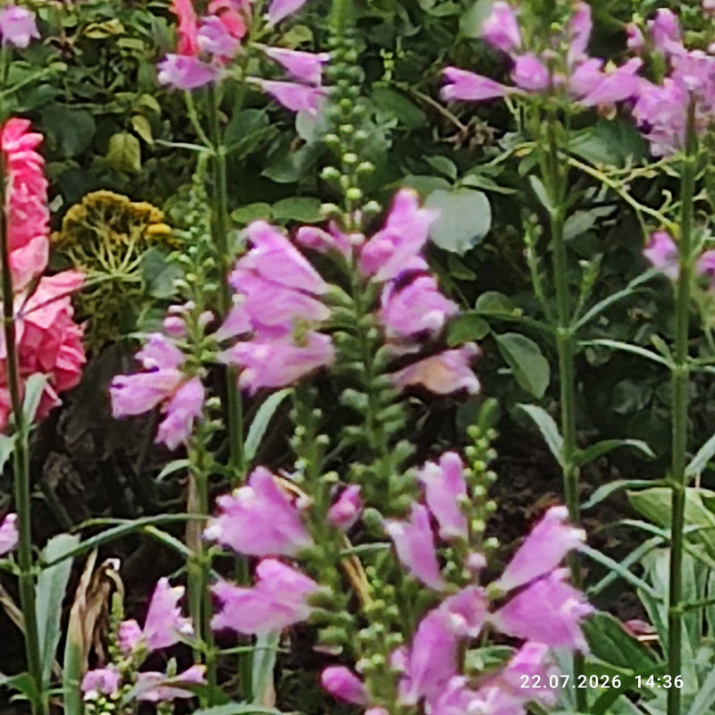 Gelenkblume — Bild 1