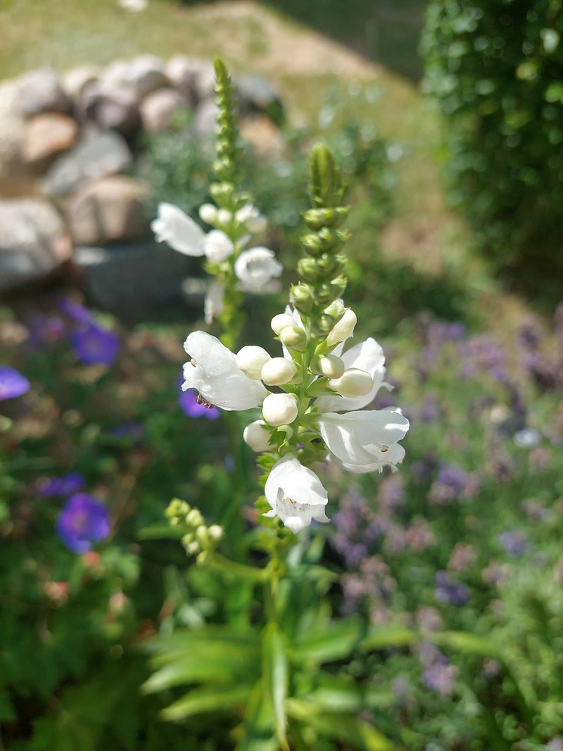 Gelenkblume — Bild 2