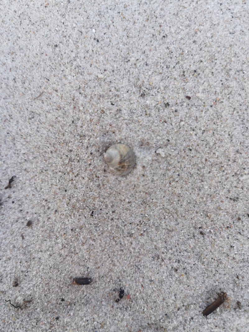 Gemeine Bernsteinschnecke — Bild 1