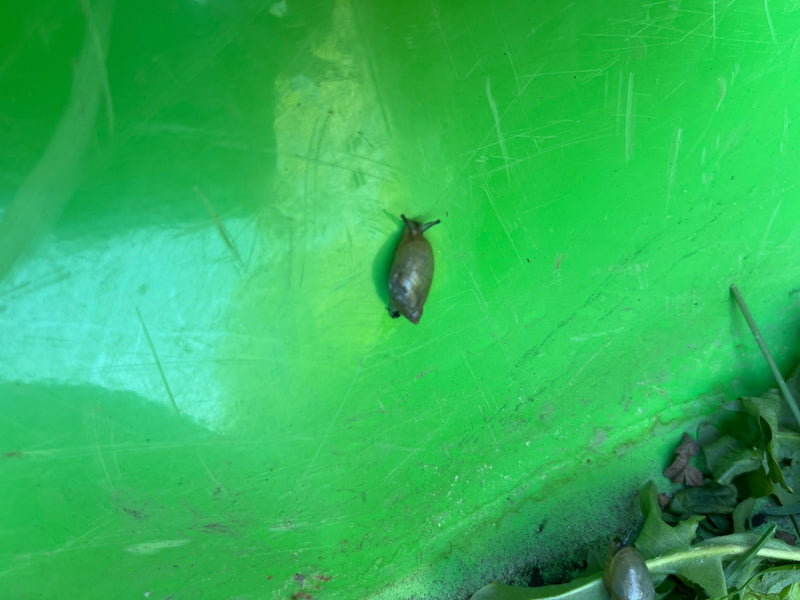 Gemeine Bernsteinschnecke — Bild 3