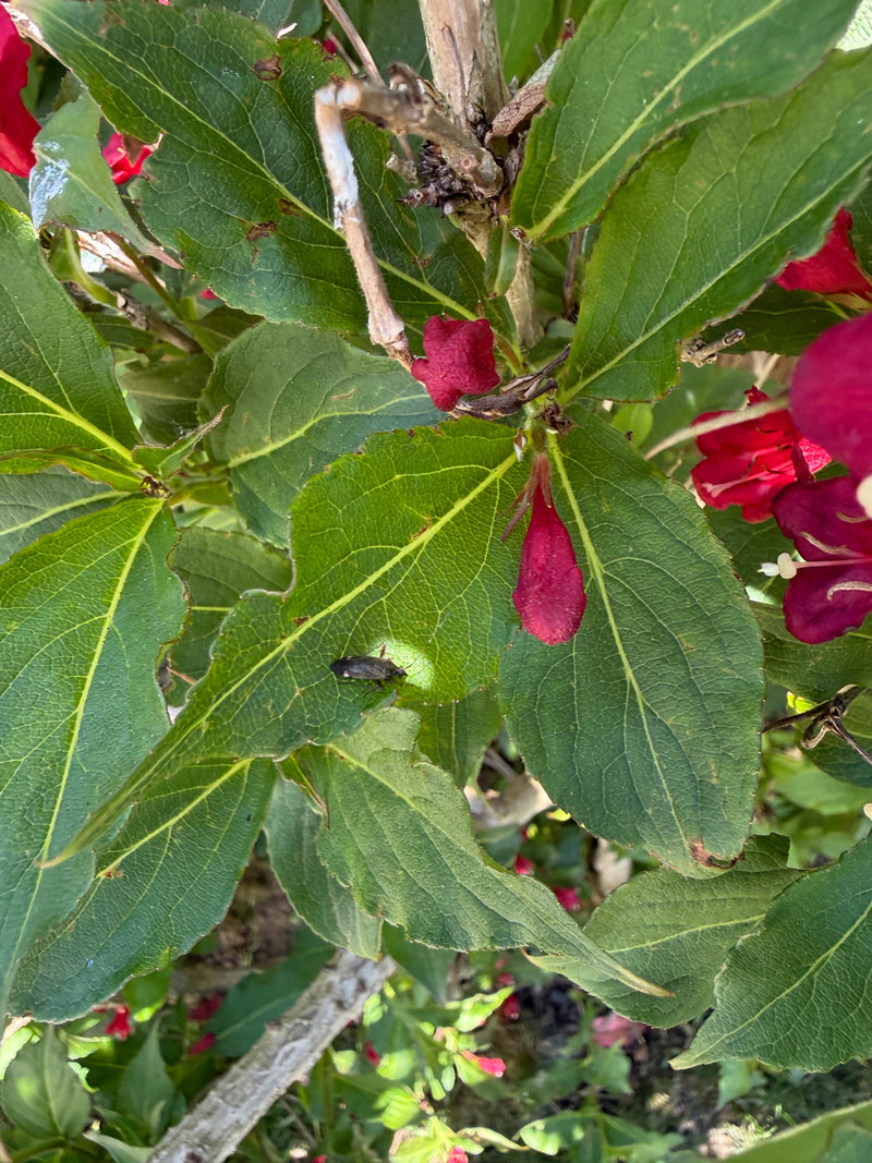 Gemeine Blumenwanze — Bild 1