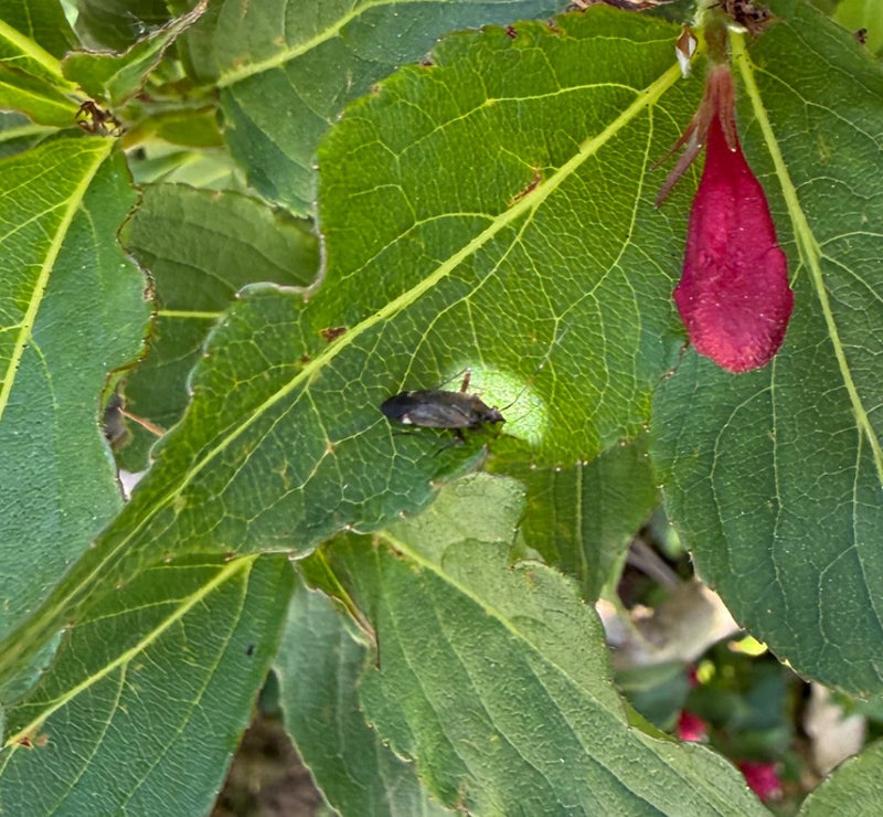 Gemeine Blumenwanze — Bild 2
