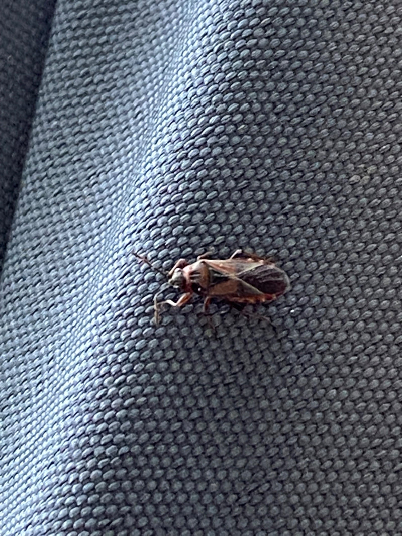 Rhyparochromus Pini — Bild 1