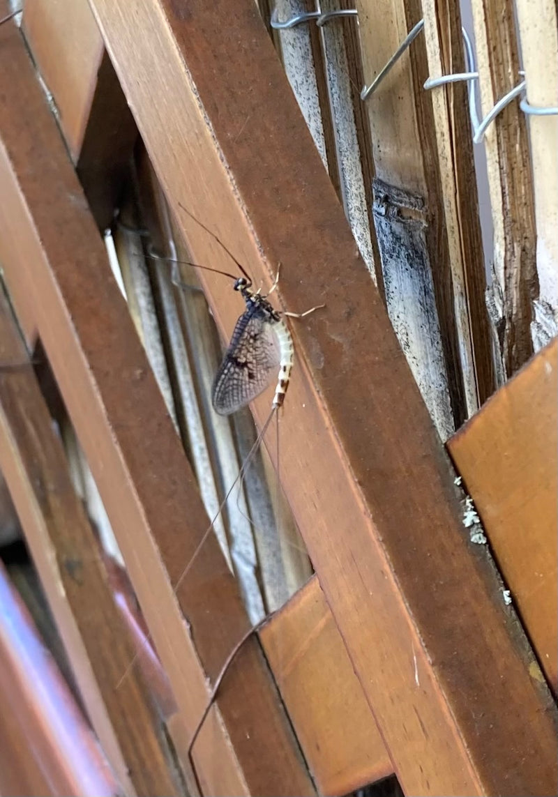 Gemeine Eintagsfliege — Bild 2