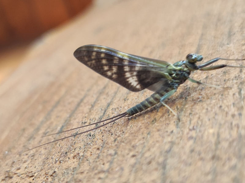 Gemeine Eintagsfliege — Bild 3