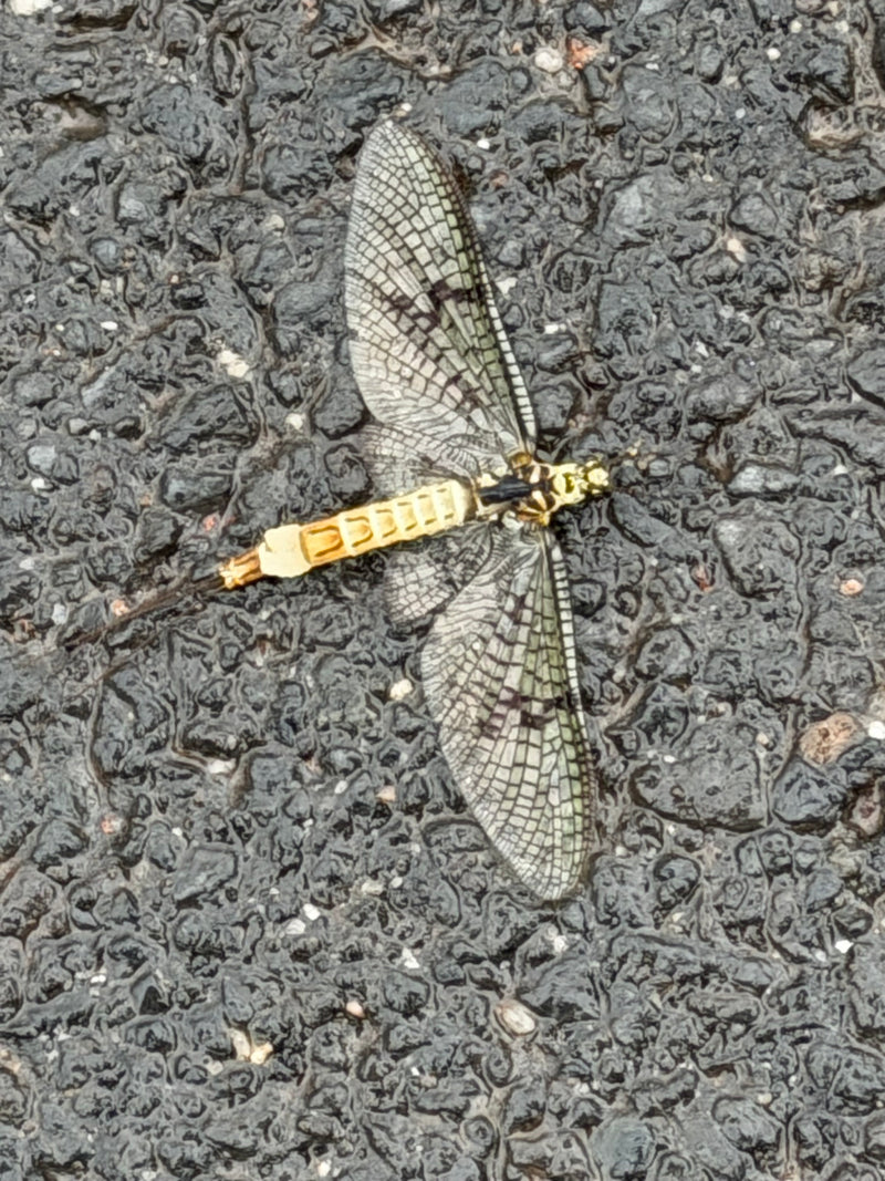 Gemeine Eintagsfliege — Bild 1