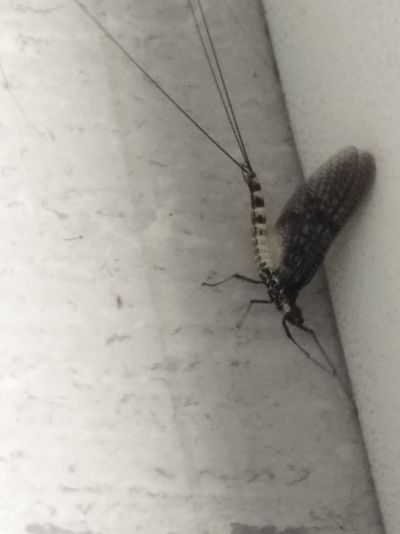 Gemeine Eintagsfliege — Bild 4