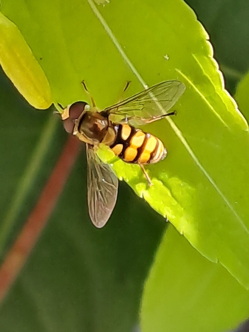 Gemeine Feldschwebfliege — Bild 5