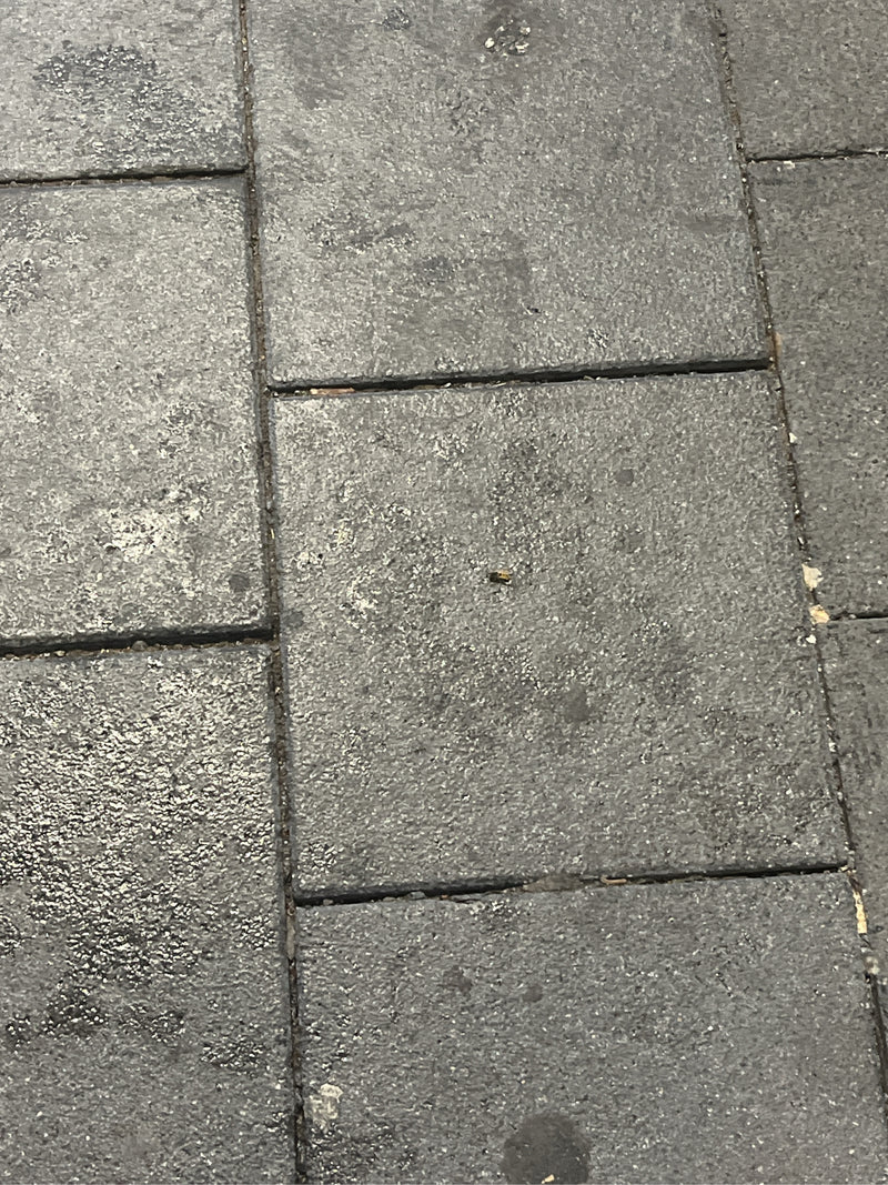 Gemeine Feldschwebfliege — Bild 2