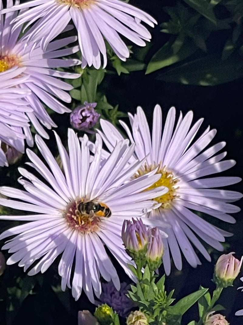 Eine Gemeine Feldschwebfliege sitzt auf der Mitte einer hellvioletten Asternblüte und nimmt Nektar oder Pollen auf.