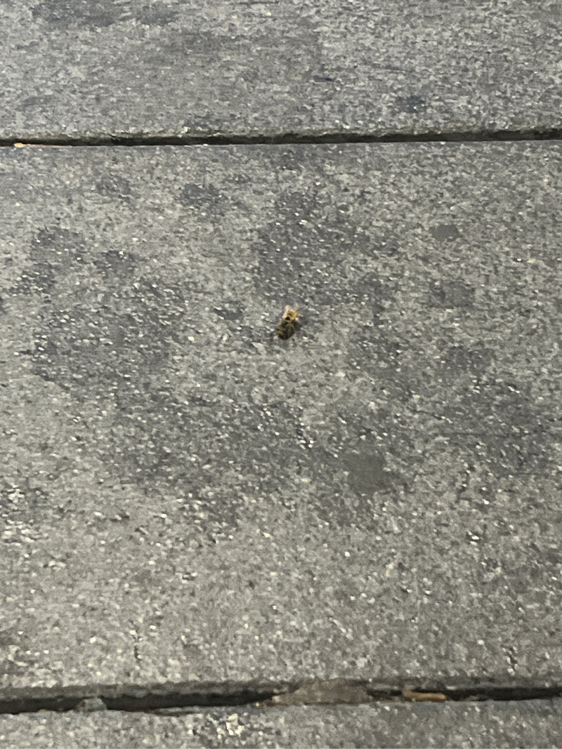 Gemeine Feldschwebfliege — Bild 3