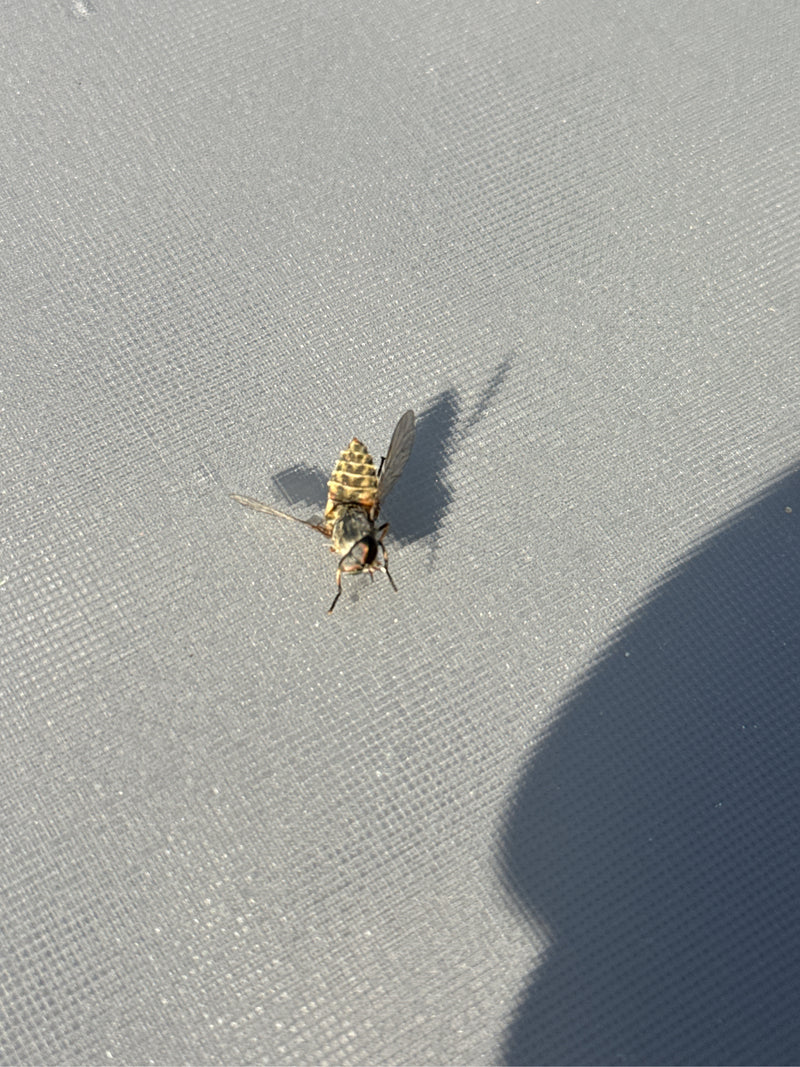Gemeine Feldschwebfliege — Bild 4