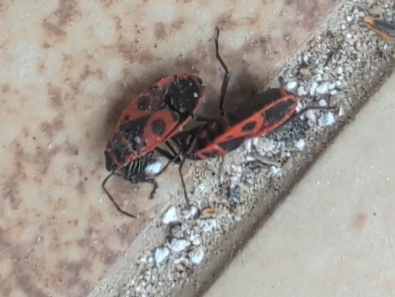 Feuerwanze — Bild 5