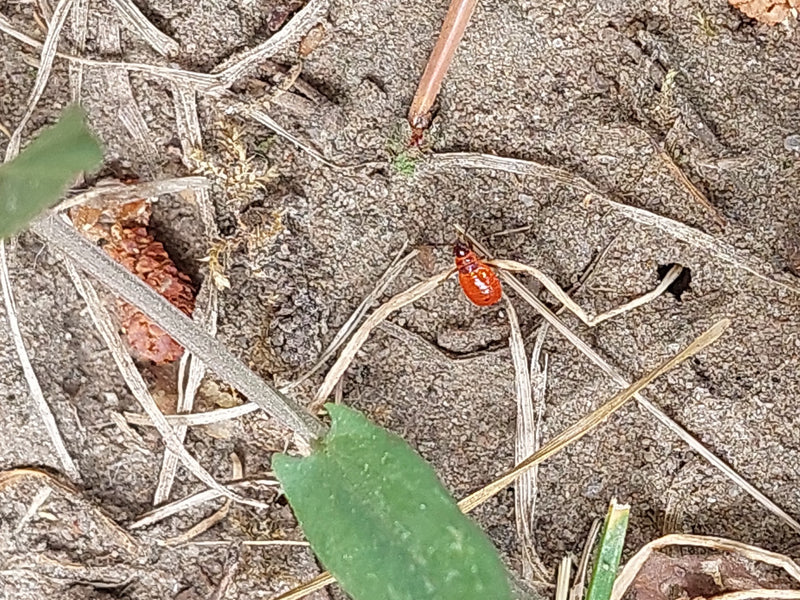 Feuerwanze — Bild 2