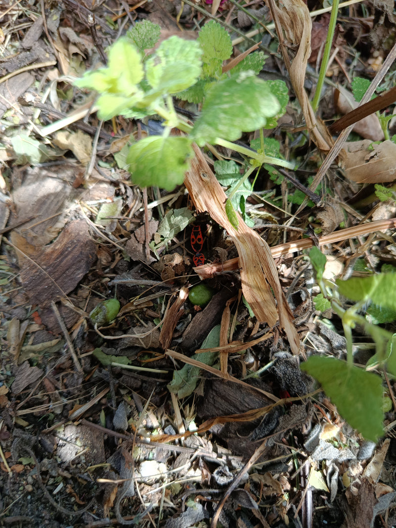 Feuerwanze — Bild 4