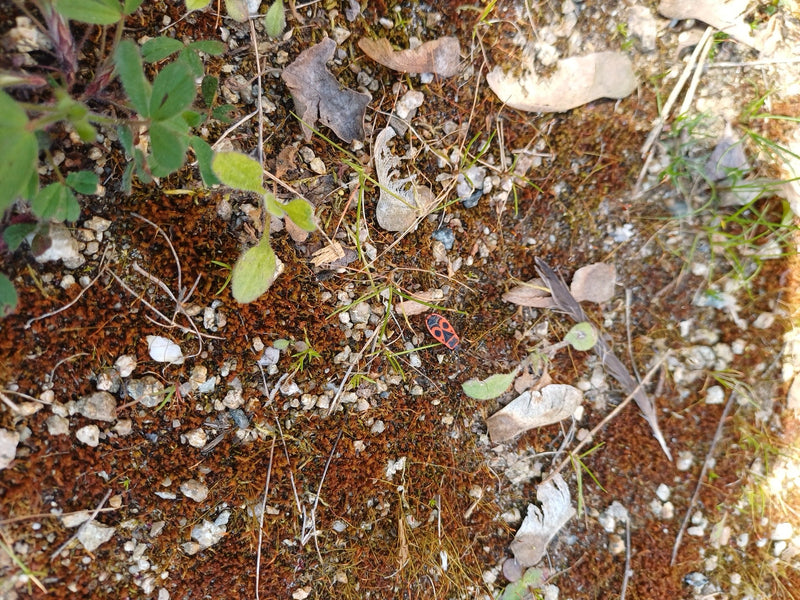 Feuerwanze — Bild 1