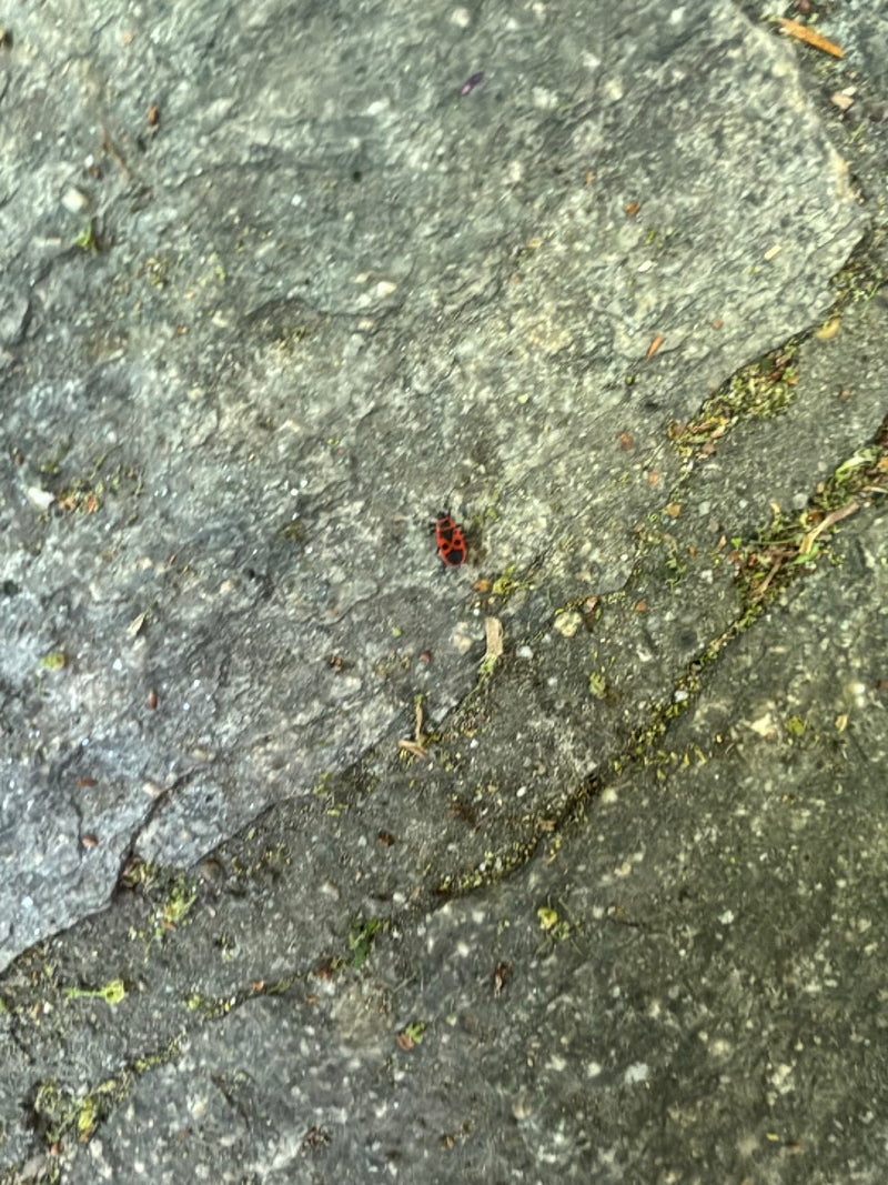 Feuerwanze — Bild 3