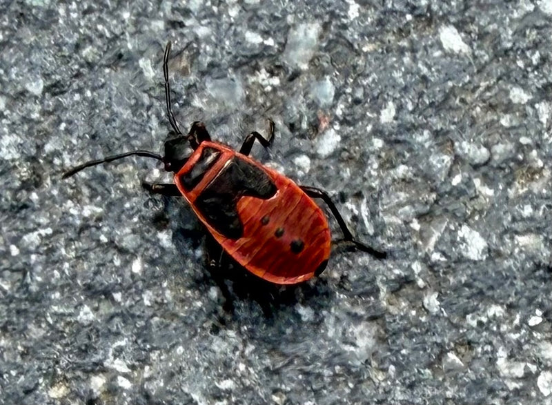 Feuerwanze — Bild 5