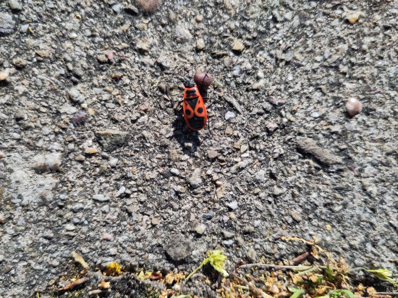 Feuerwanze — Bild 5