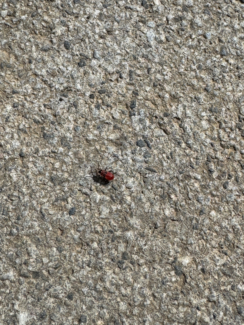 Feuerwanze — Bild 3