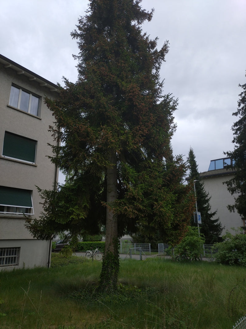 Gemeine Fichte — Bild 1