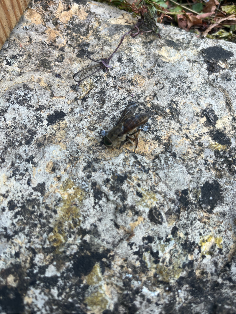 Gemeine Goldaugenbremse — Bild 4
