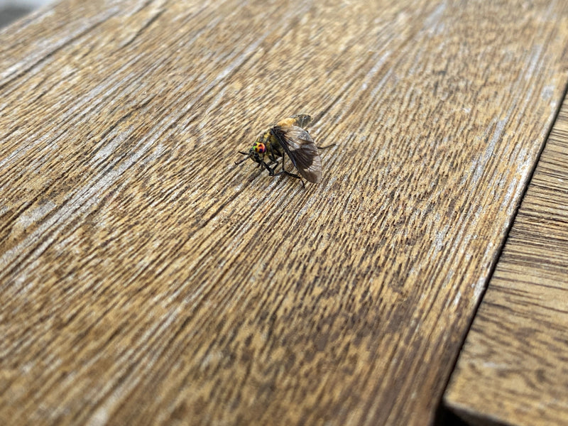 Gemeine Goldaugenbremse — Bild 5