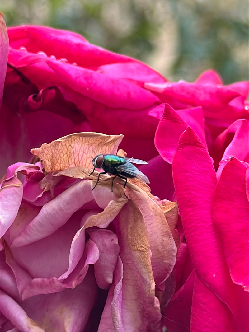Gemeine Goldfliege — Bild 3
