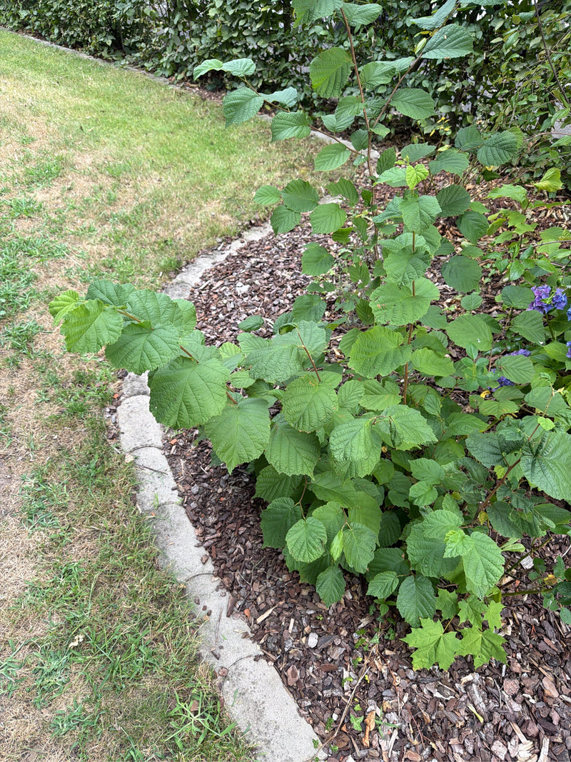 Auf dem Bild ist ein junger Haselnussstrauch mit vielen grünen Blättern zu sehen. Die Pflanze wächst in einem Gartenbeet mit Rindenmulch.