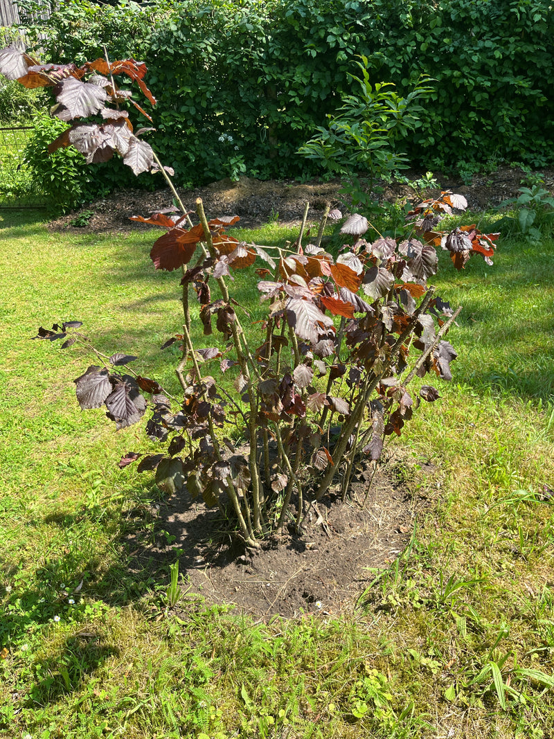 Haselnuss — Bild 5
