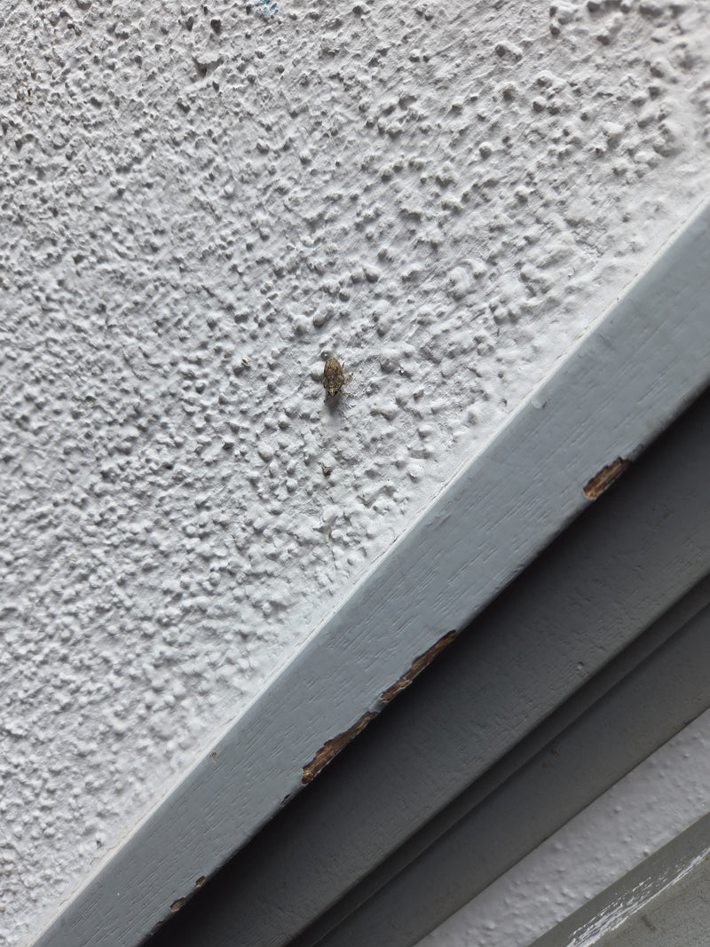 Gemeine Käferzikade — Bild 2