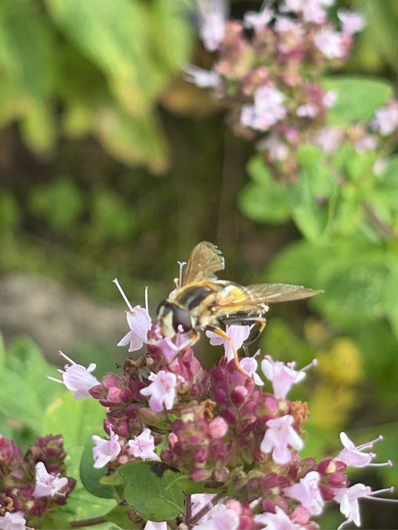 Gemeine Keilfleckschwebfliege — Bild 4
