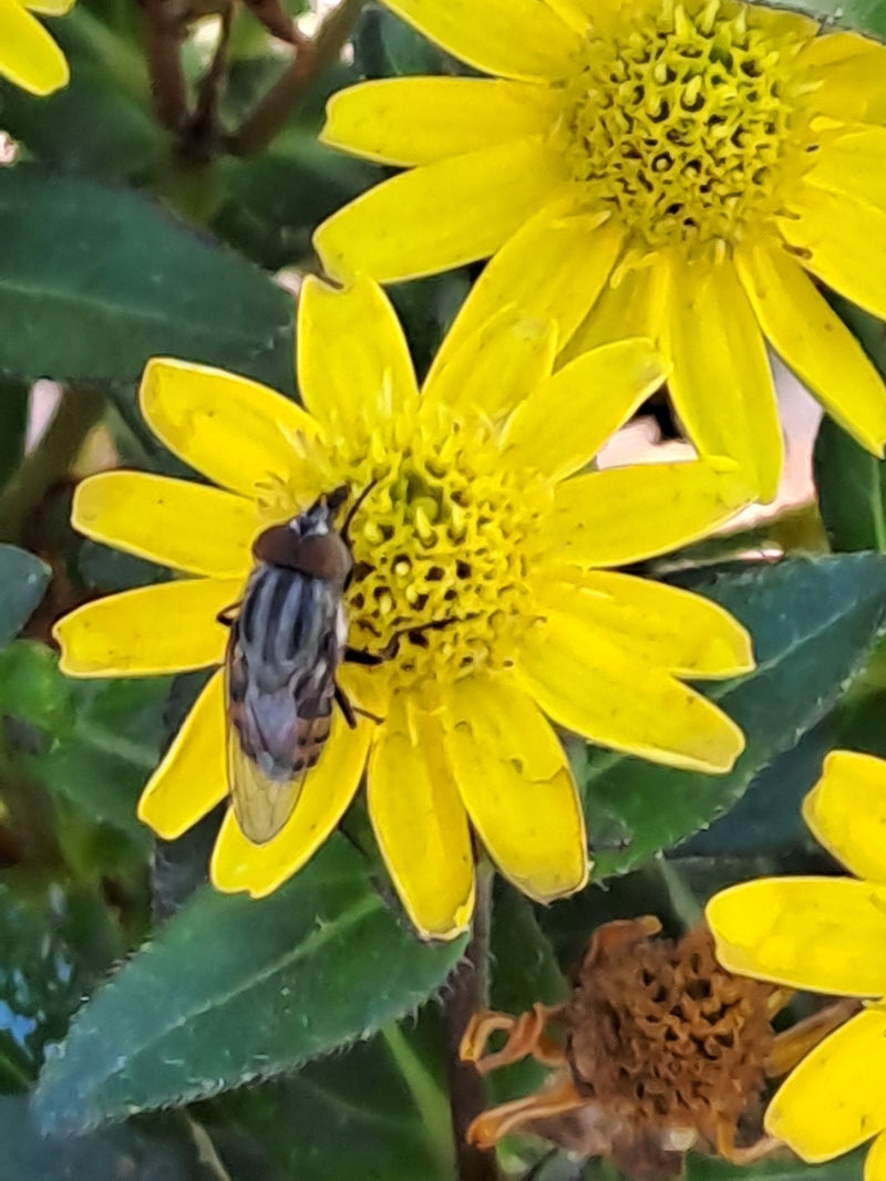 Gemeine Keilfleckschwebfliege — Bild 2