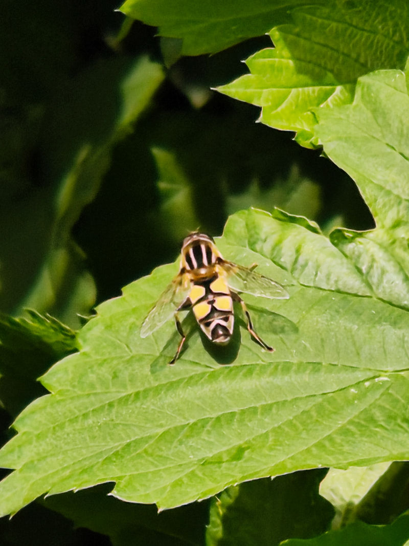 Gemeine Keilfleckschwebfliege — Bild 3