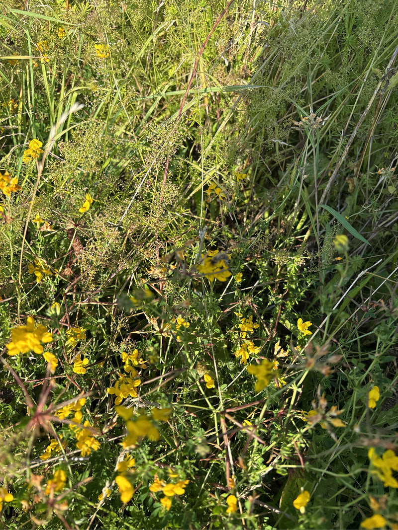 Gemeine Langbauchschwebfliege — Bild 2